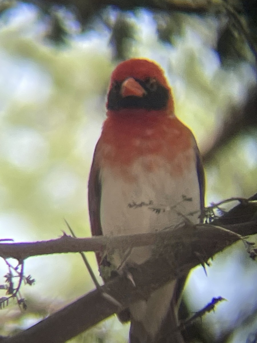 Red-headed Weaver - ML642330500