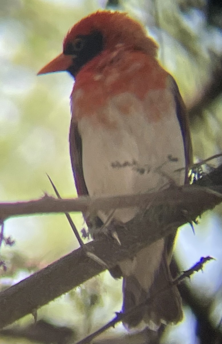 Red-headed Weaver - ML642330501