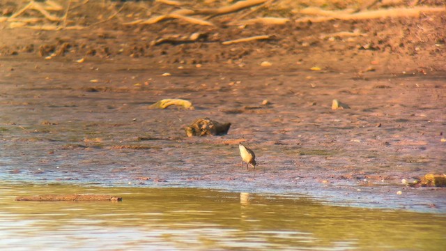 American Golden-Plover - ML642330503