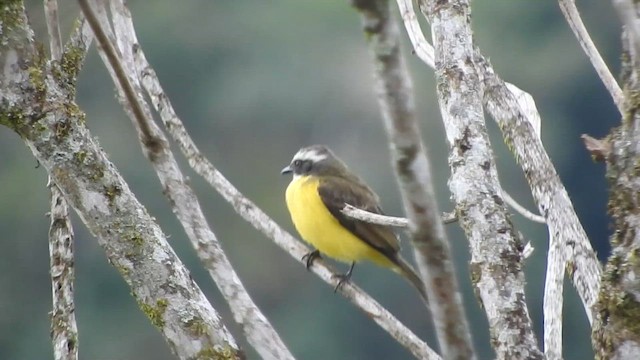 Social Flycatcher - ML642330510