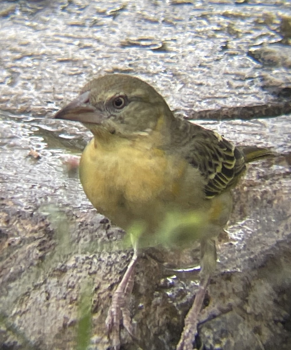 Speke's Weaver - ML642330512