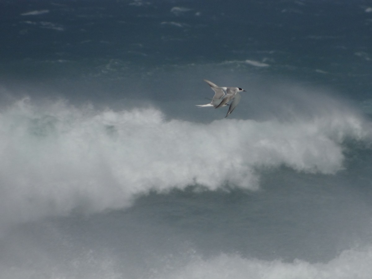 Antarctic Tern - ML642330520