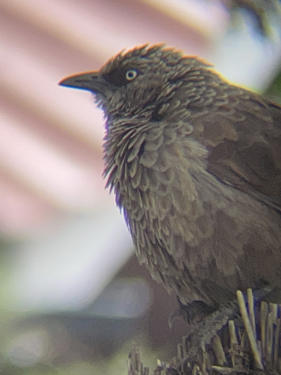 Black-lored Babbler - ML642330524