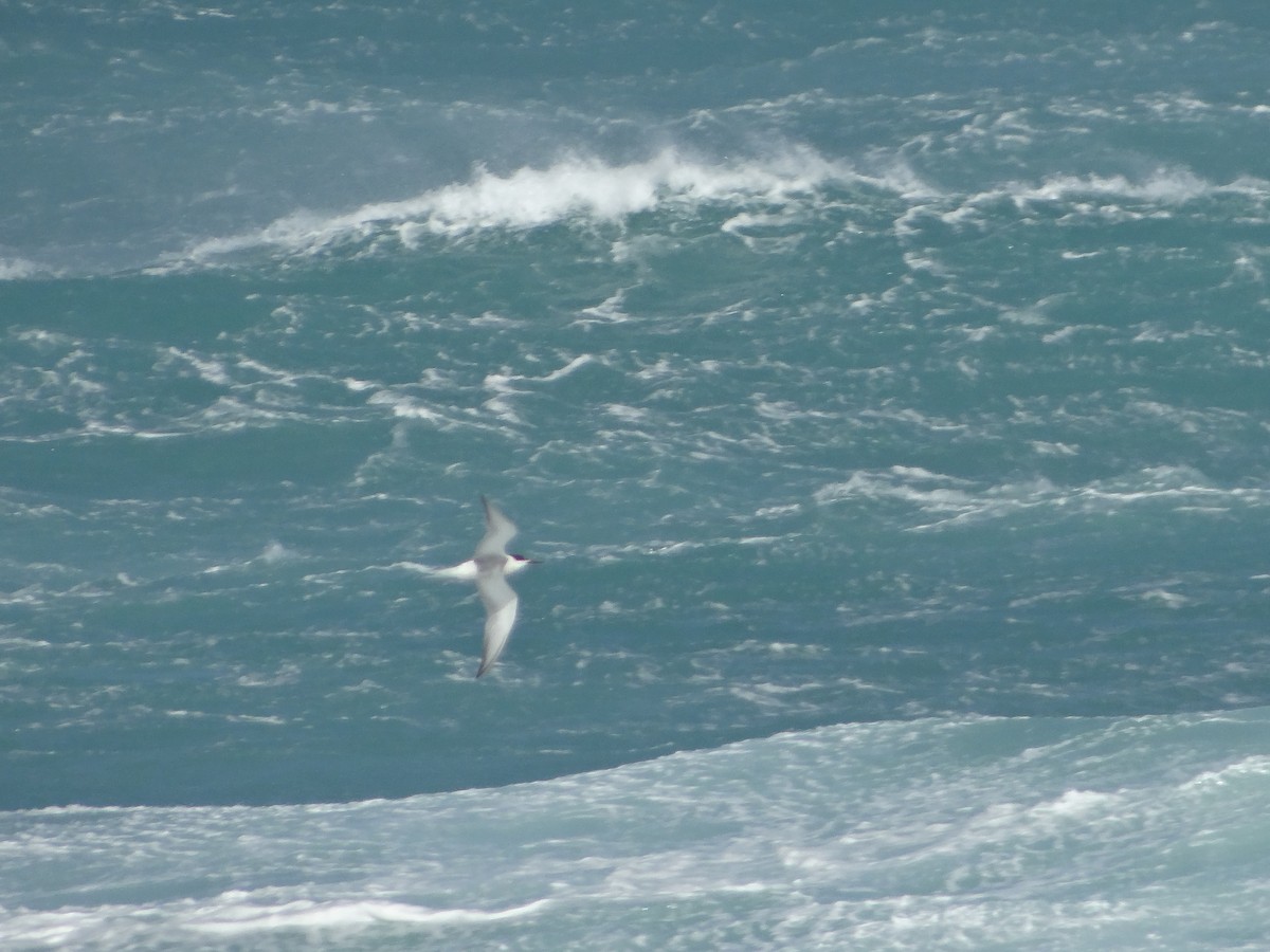 Antarctic Tern - ML642330528