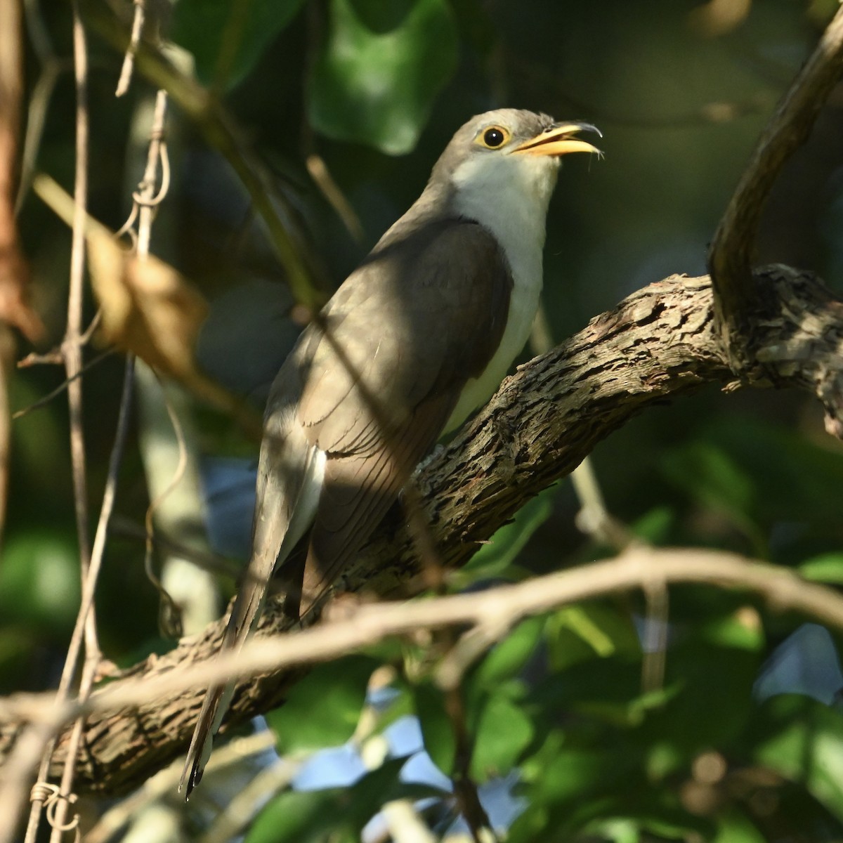Yellow-billed Cuckoo - ML642330529