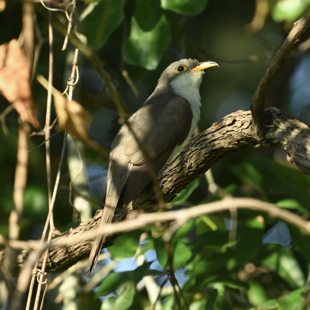 Yellow-billed Cuckoo - ML642330544
