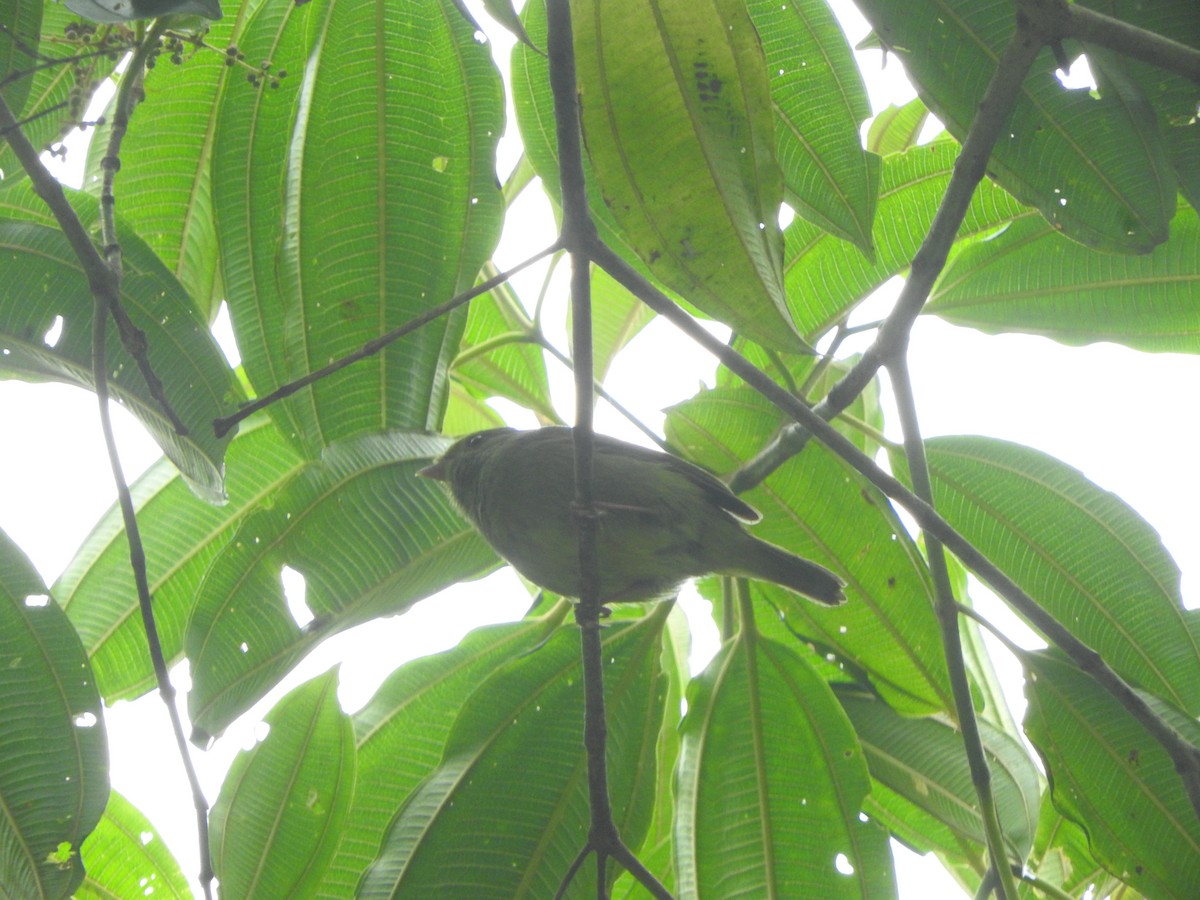 Golden-winged Manakin - ML642330546