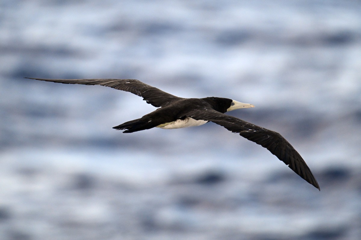 Brown Booby - ML642330552