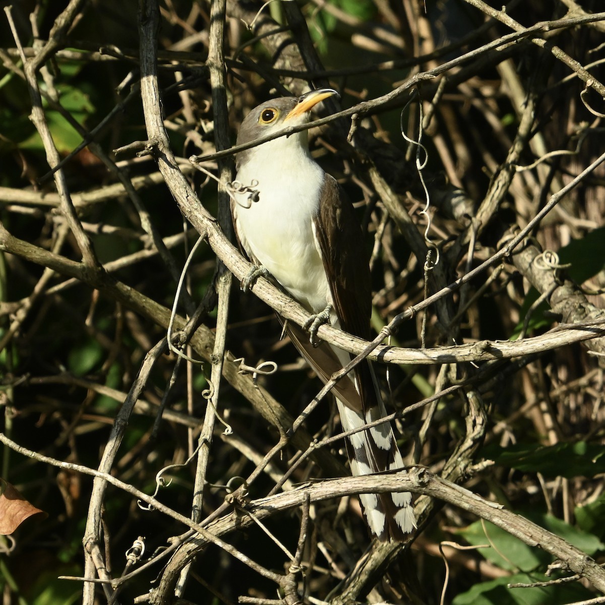 Yellow-billed Cuckoo - ML642330555