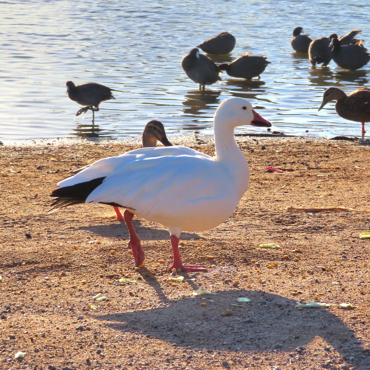 Snow Goose - ML642330556