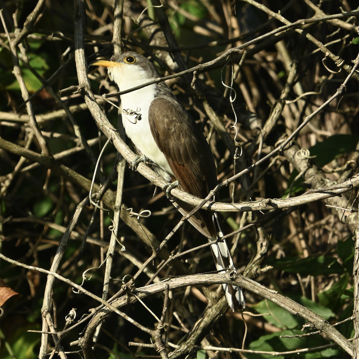 Yellow-billed Cuckoo - ML642330563