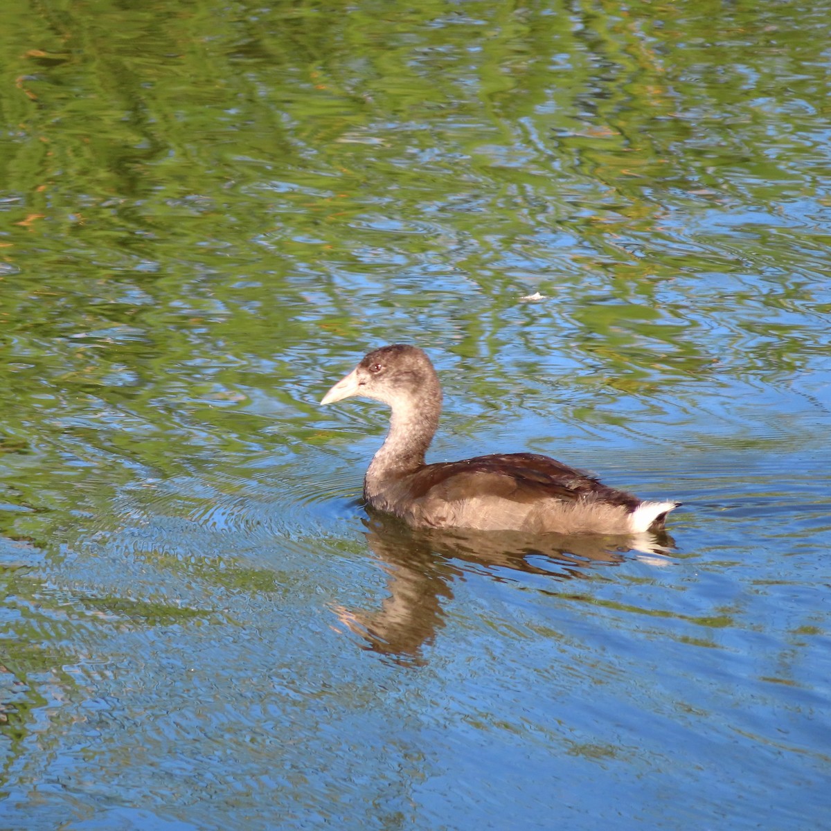 Common Gallinule - ML642330568