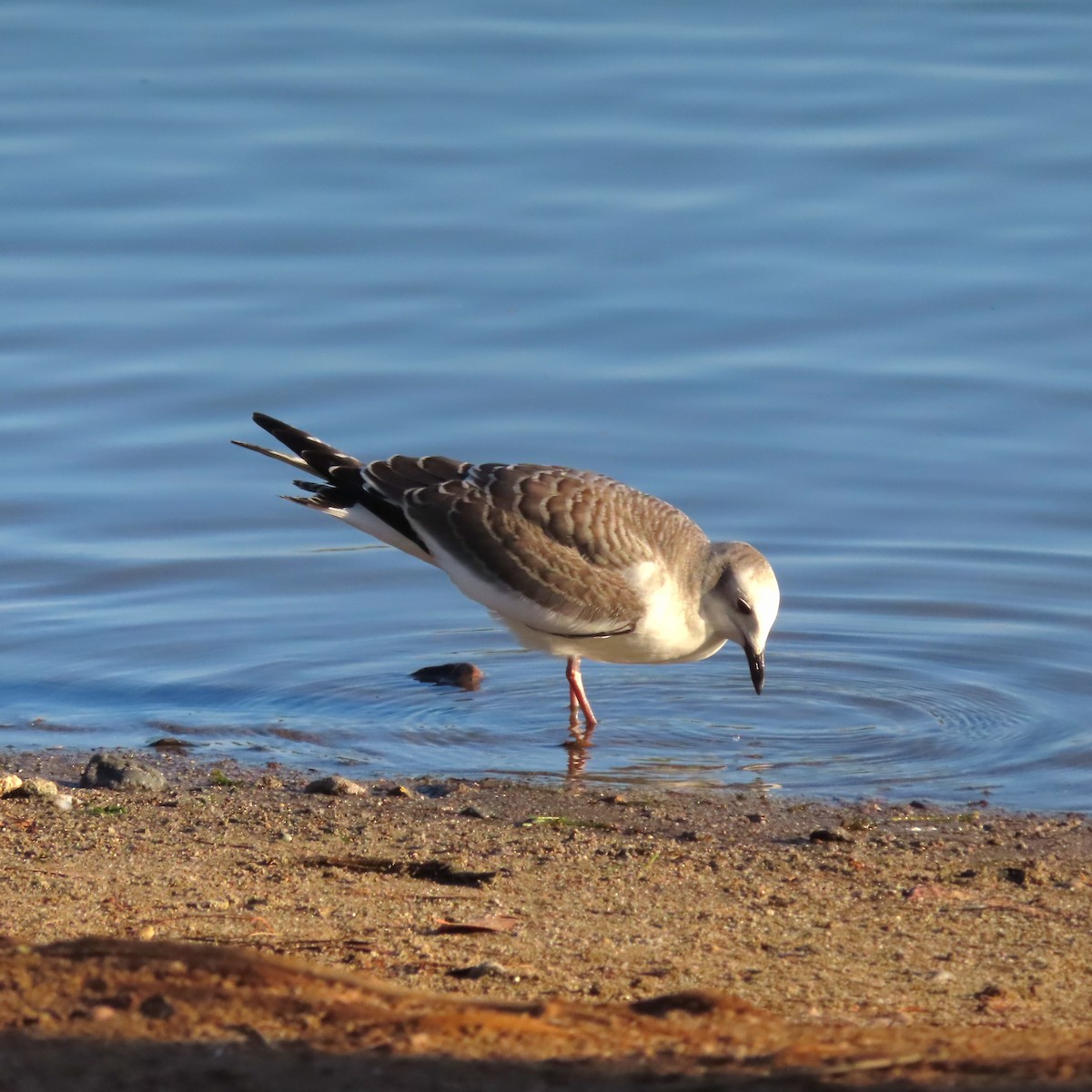 Sabine's Gull - ML642330573