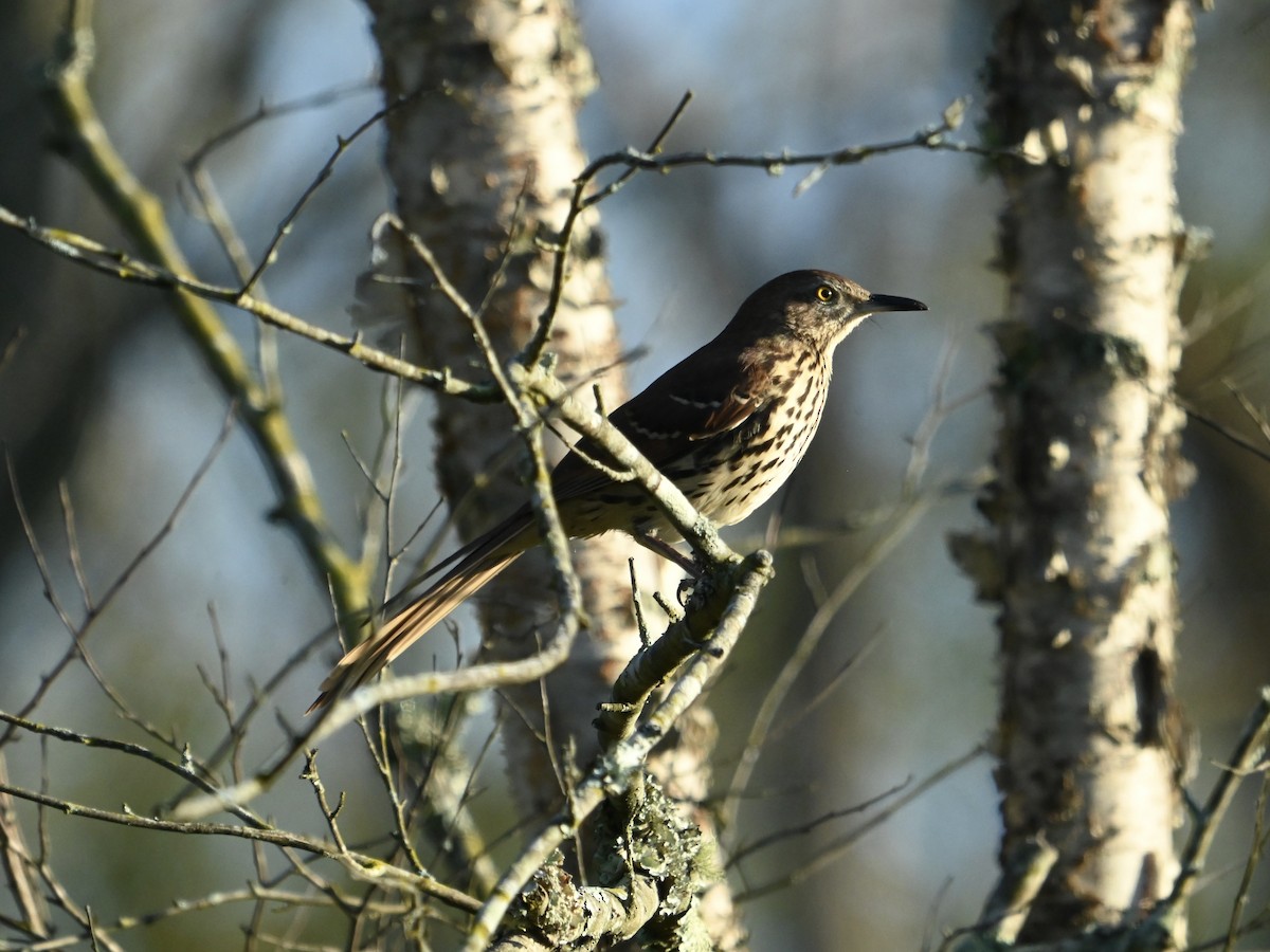 Brown Thrasher - ML642330579
