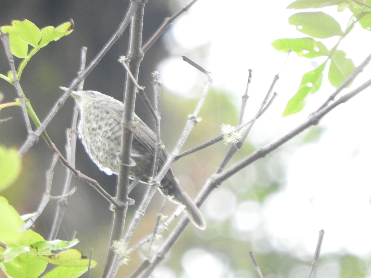 Thrush-like Wren - ML642330584