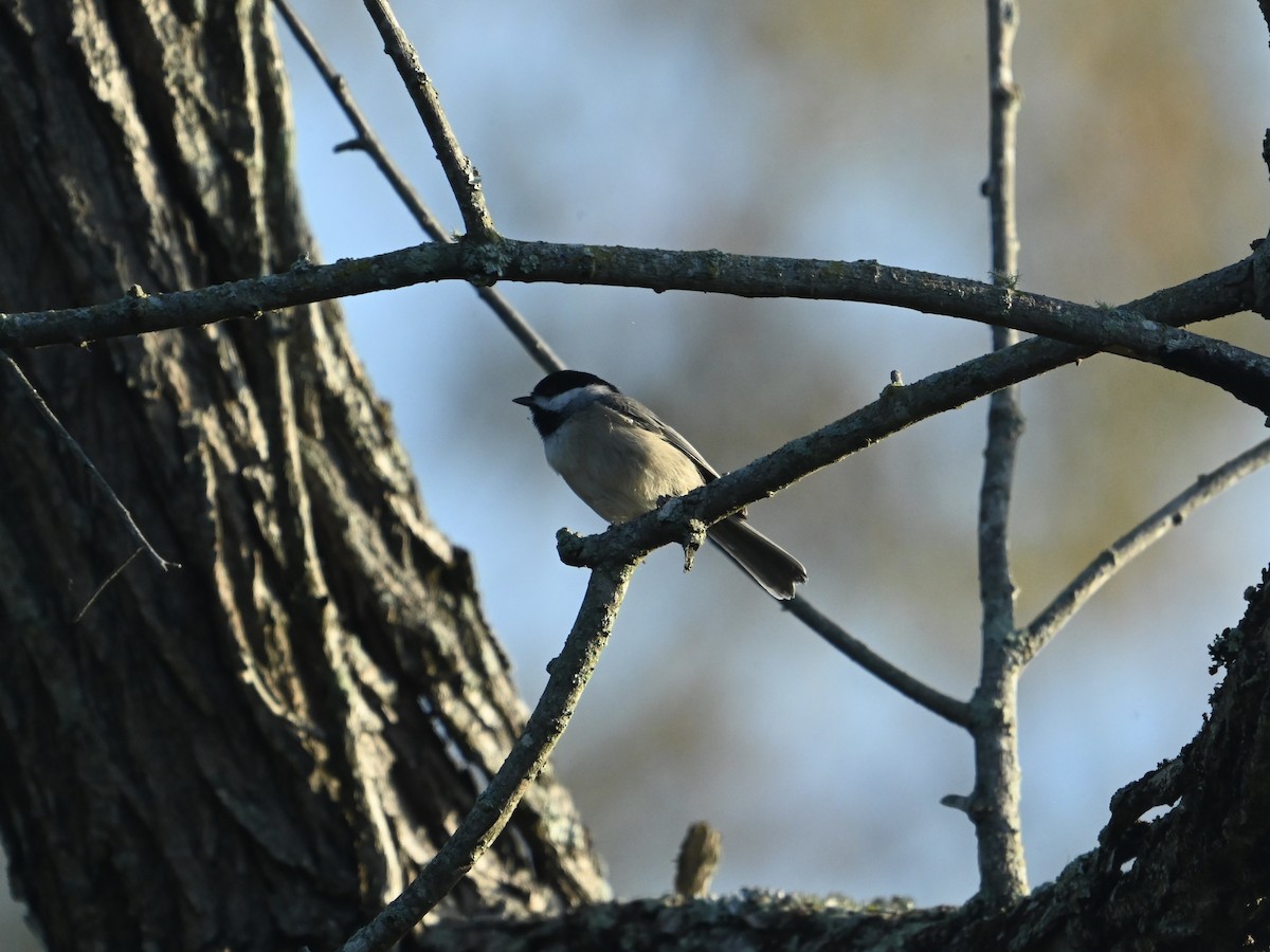 Carolina Chickadee - ML642330593