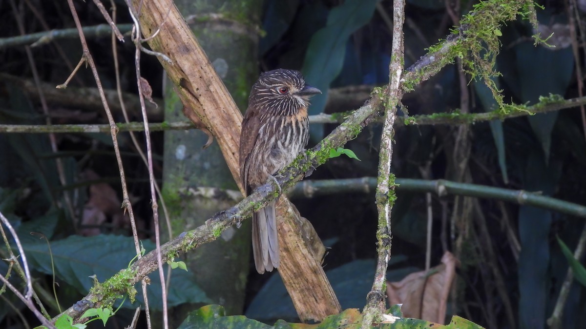 Black-streaked Puffbird - ML642330606