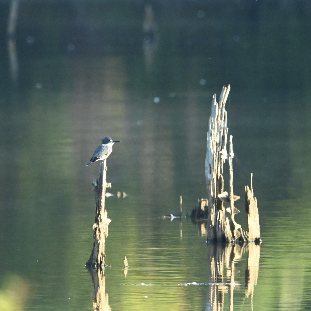 Belted Kingfisher - ML642330607