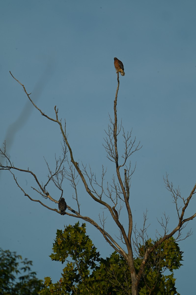 Red-shouldered Hawk - ML642330609