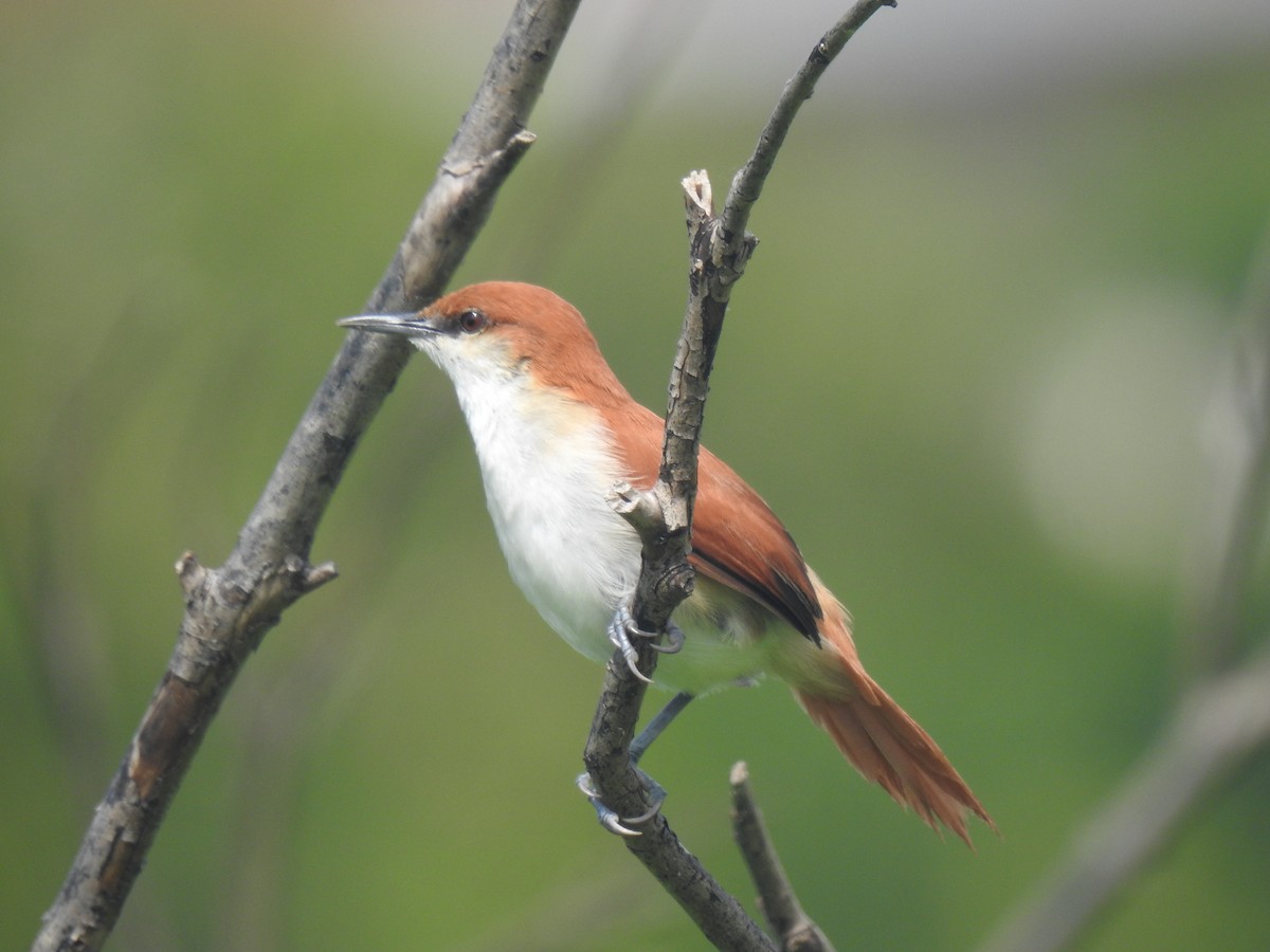 Red-and-white Spinetail - ML642330615
