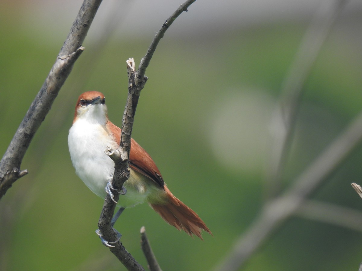 Red-and-white Spinetail - ML642330621