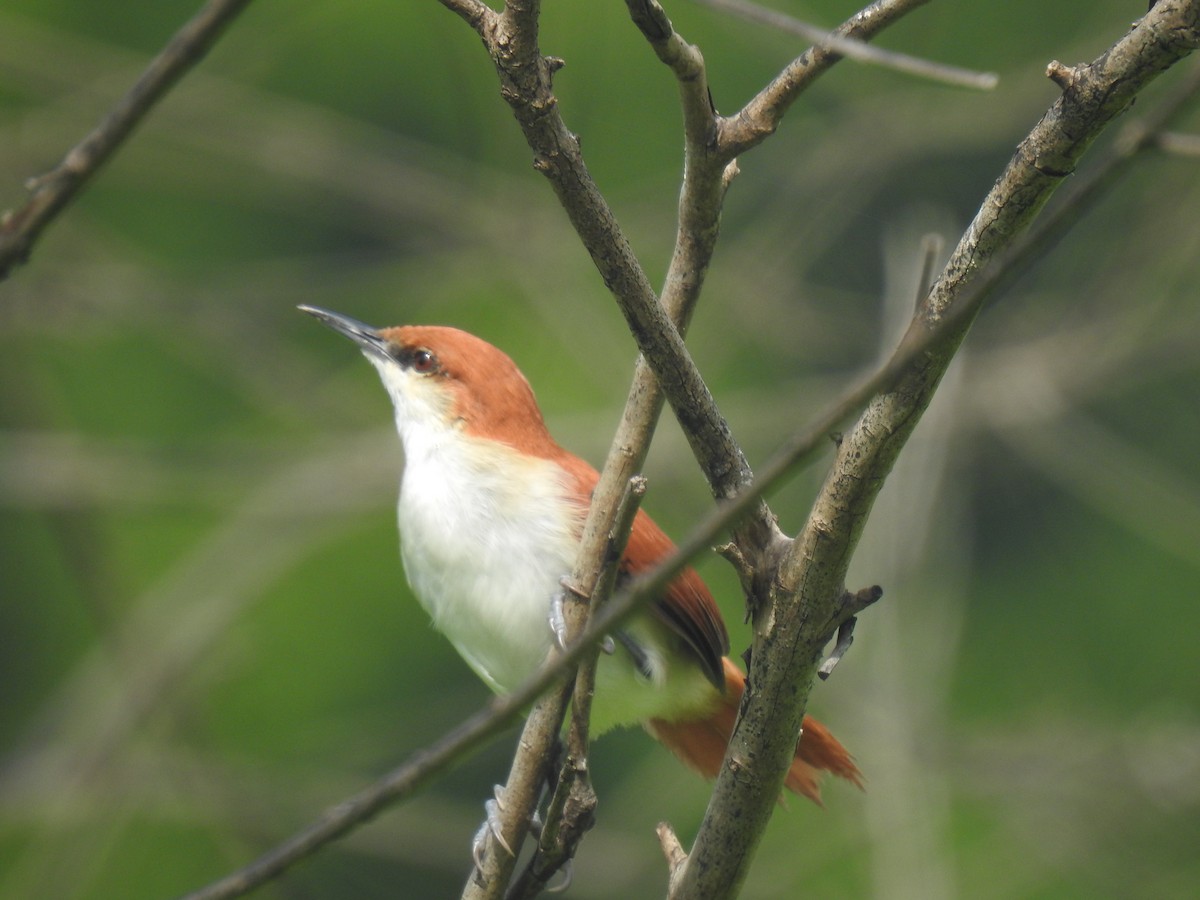Red-and-white Spinetail - ML642330624