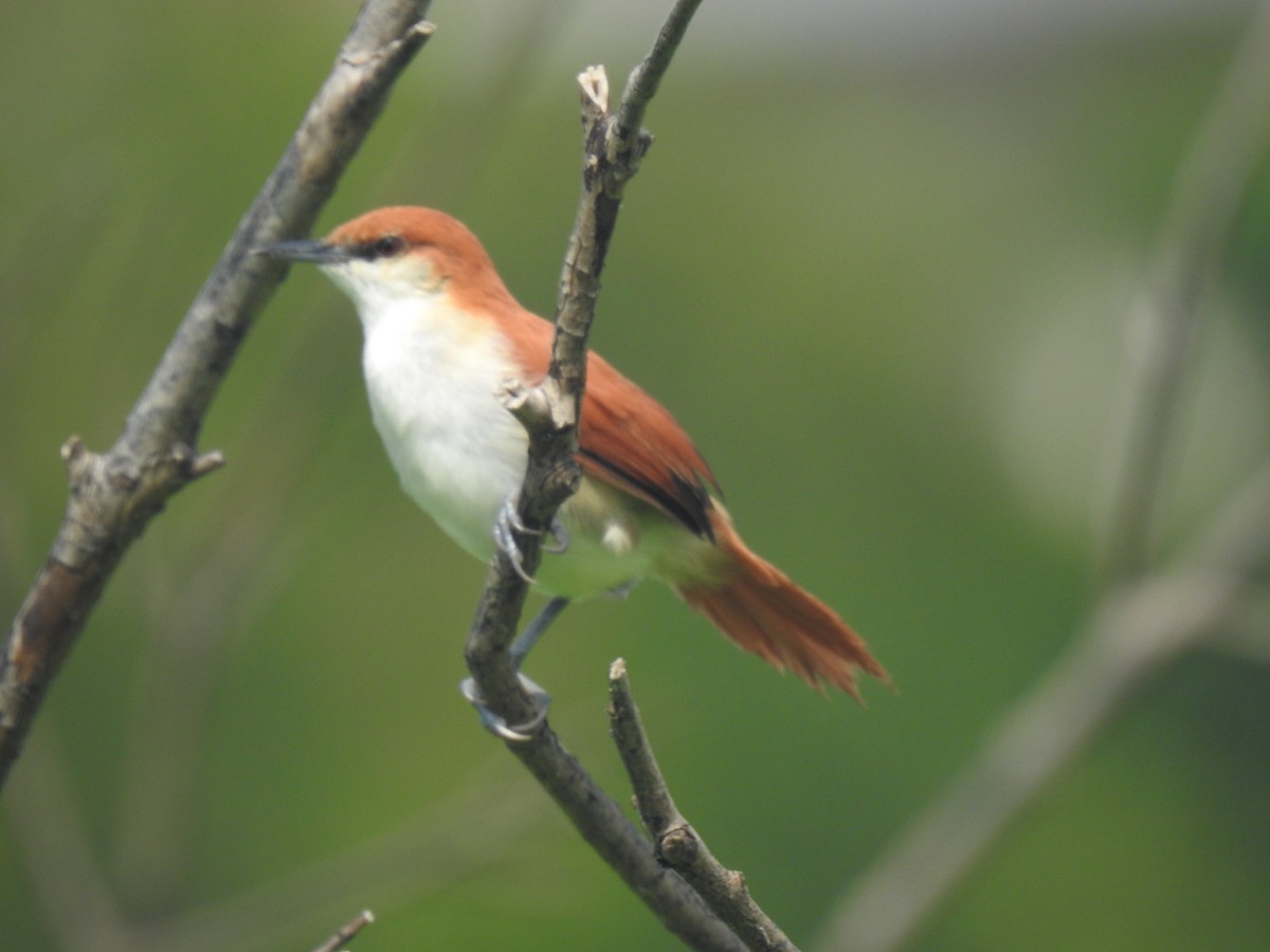 Red-and-white Spinetail - ML642330626