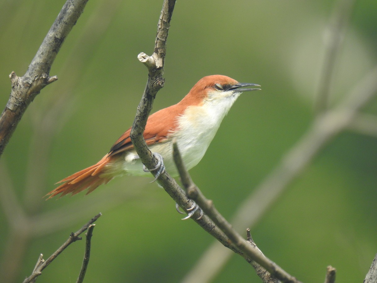Red-and-white Spinetail - ML642330627
