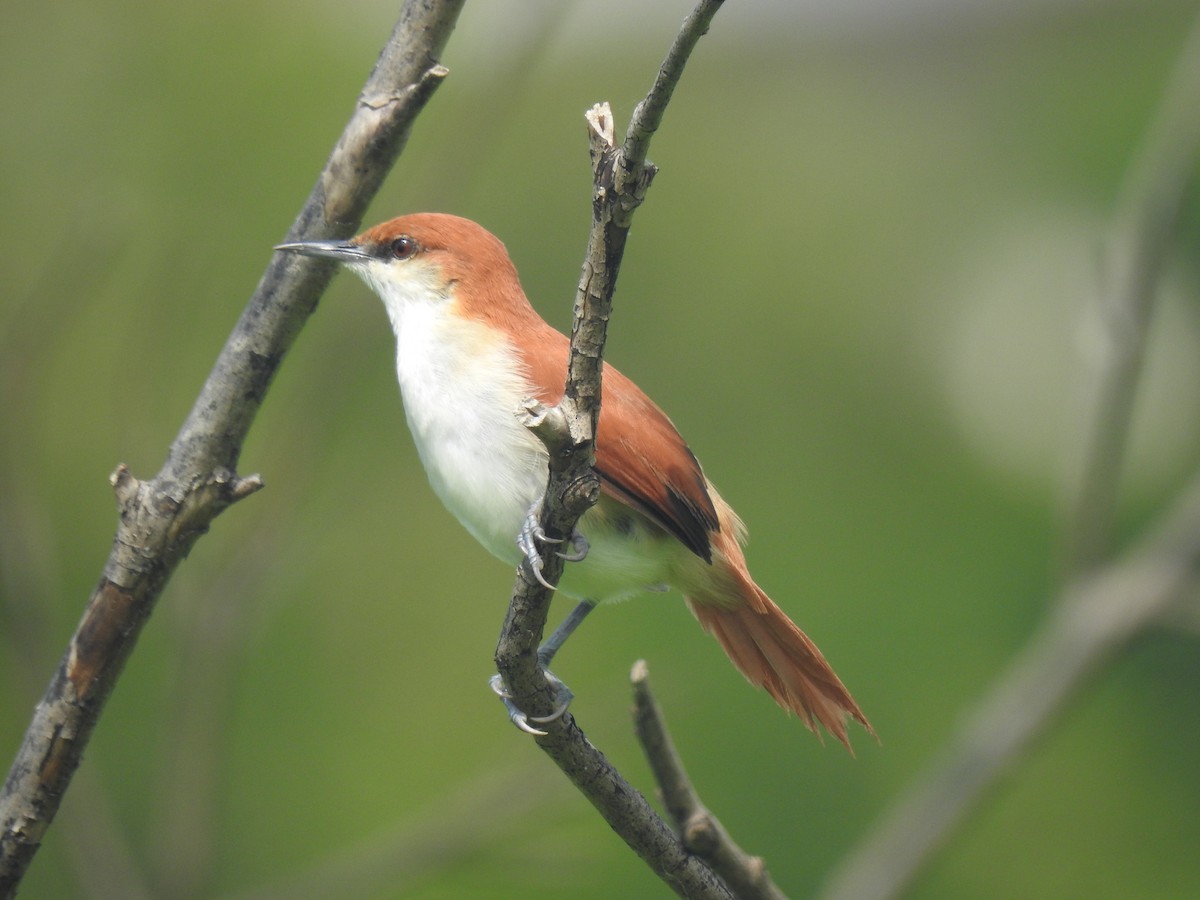 Red-and-white Spinetail - ML642330628