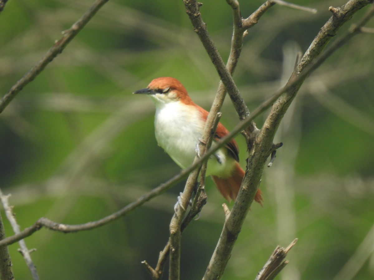 Red-and-white Spinetail - ML642330629