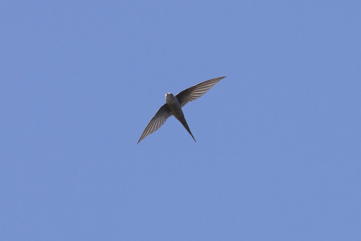 African Palm Swift - ML642330638
