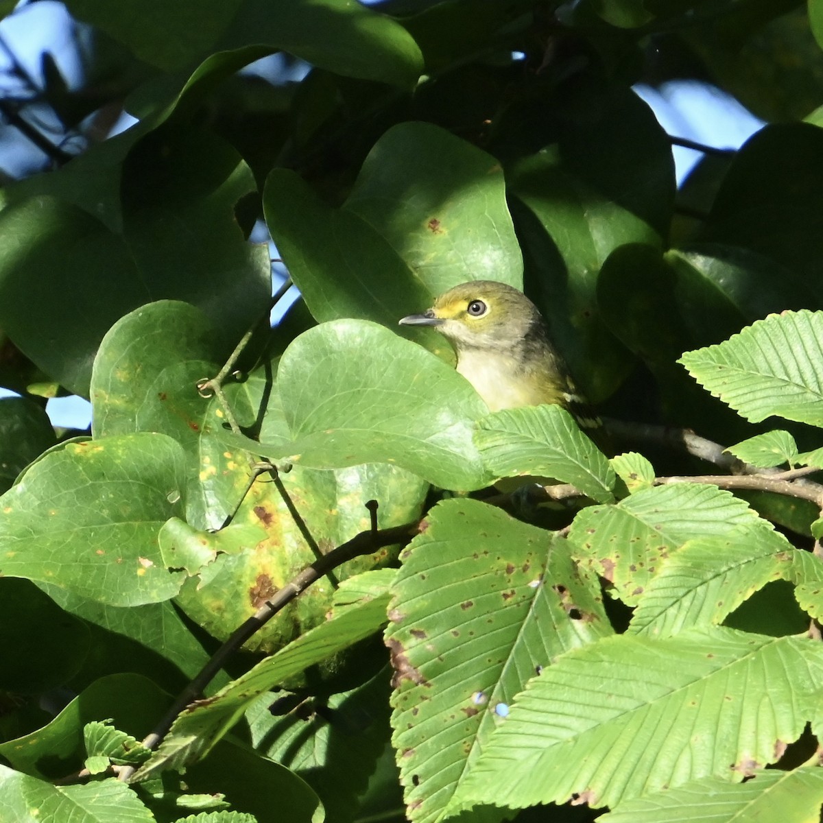 White-eyed Vireo - ML642330646