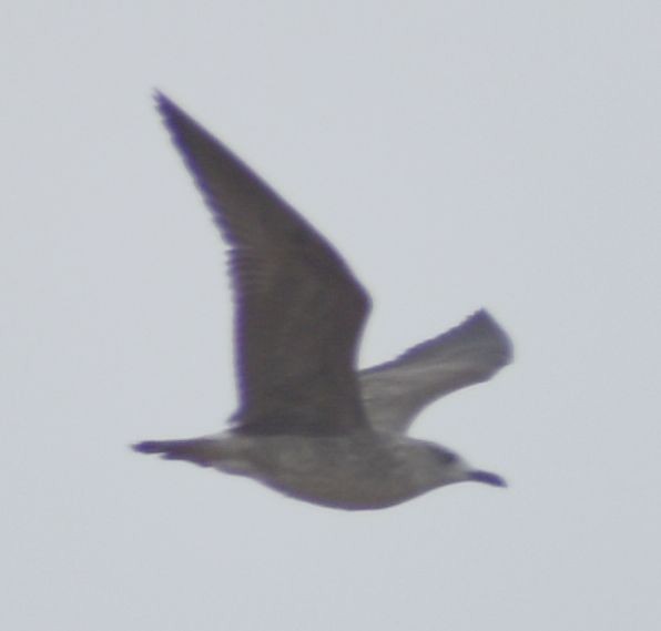 Larus sp. - ML642330648