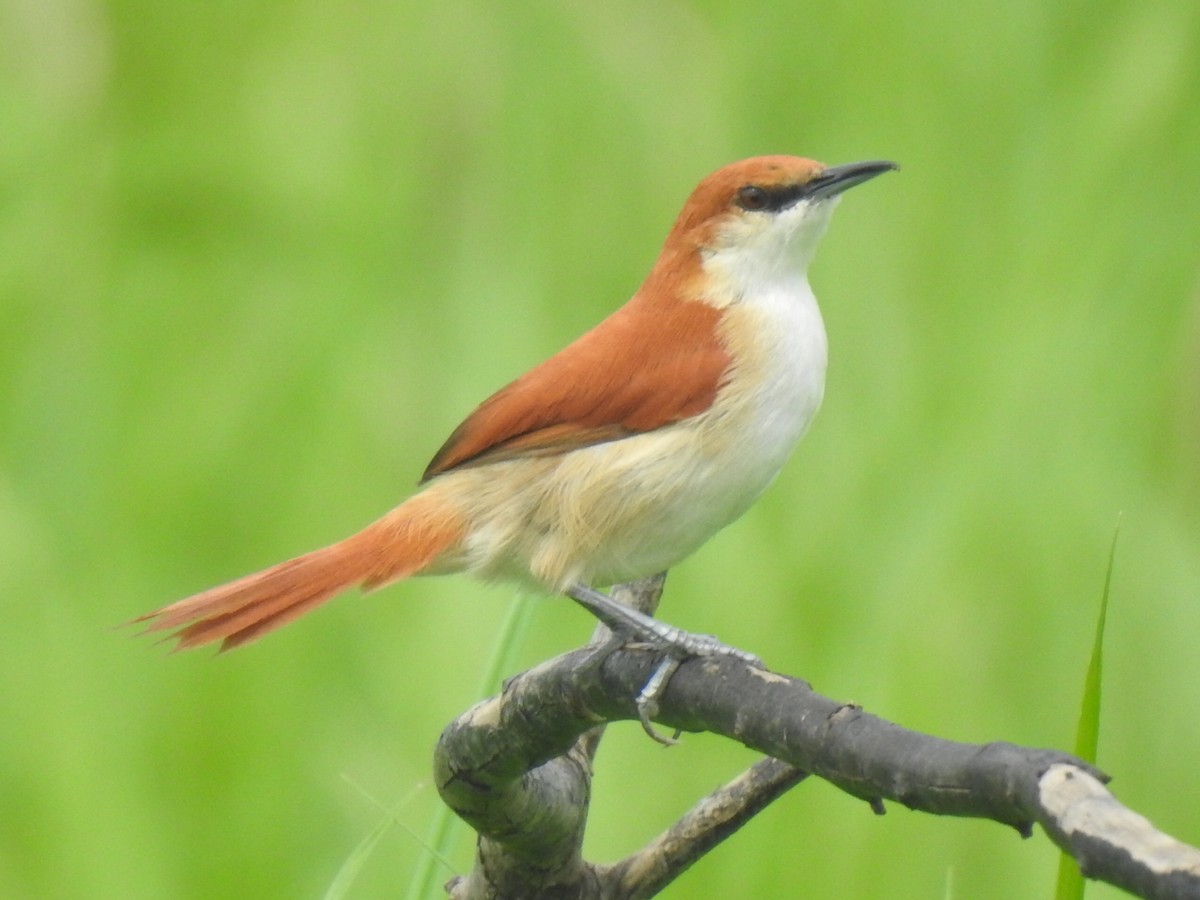 Red-and-white Spinetail - ML642330674