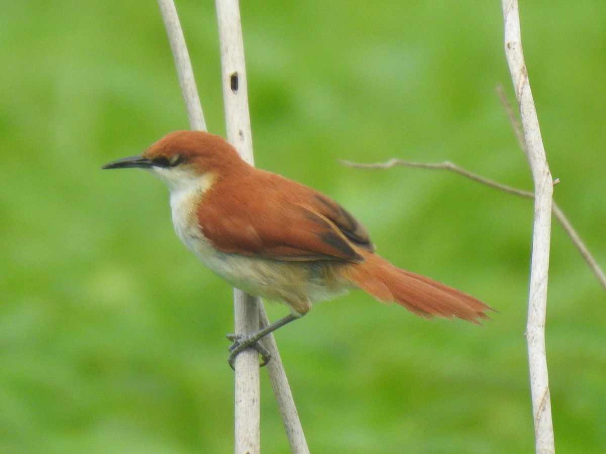 Red-and-white Spinetail - ML642330675