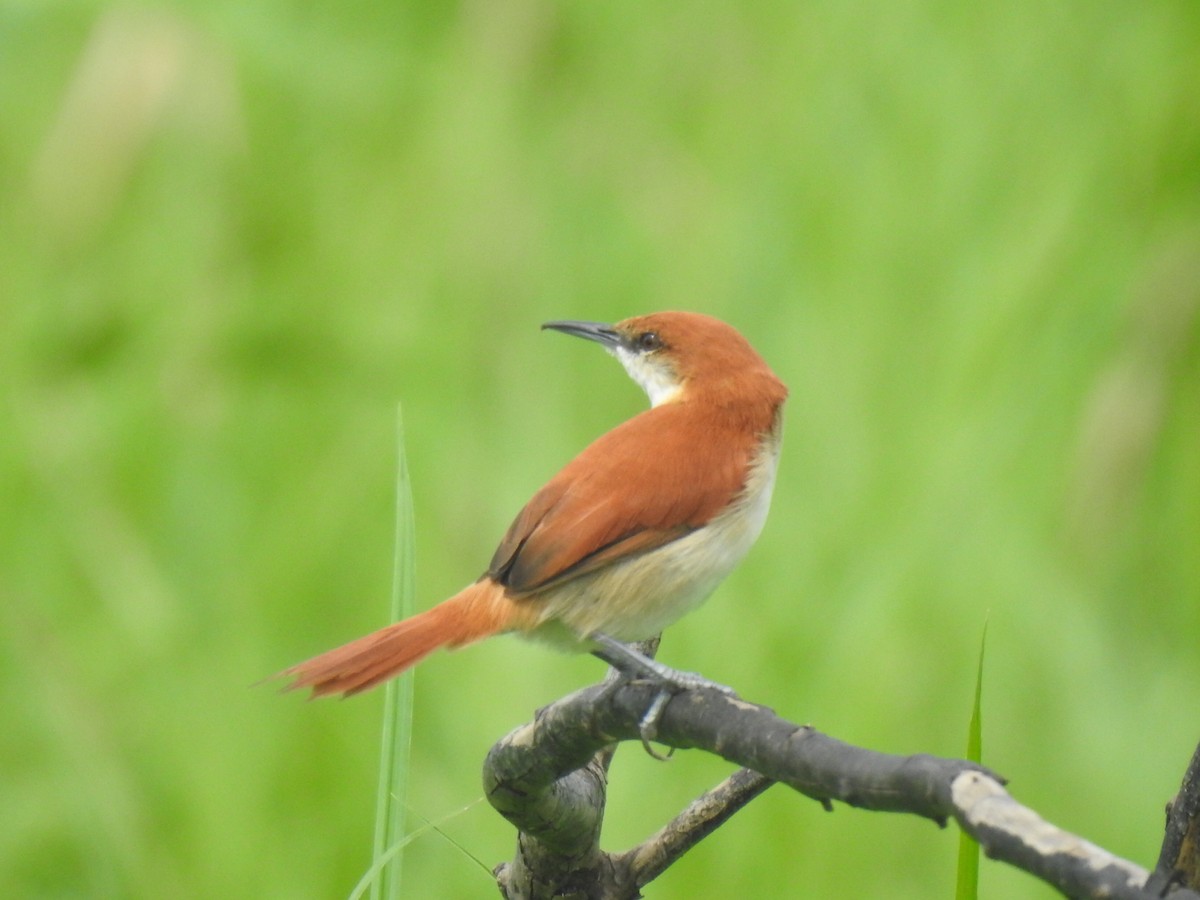 Red-and-white Spinetail - ML642330676