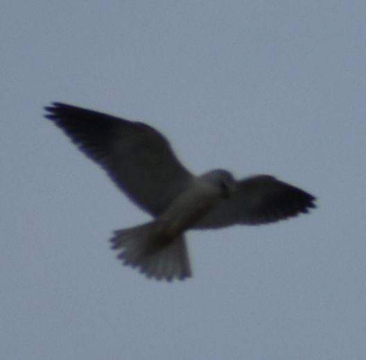 Black-winged Kite - ML642330708