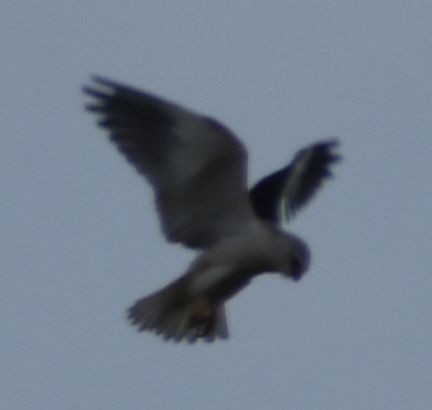 Black-winged Kite - ML642330709