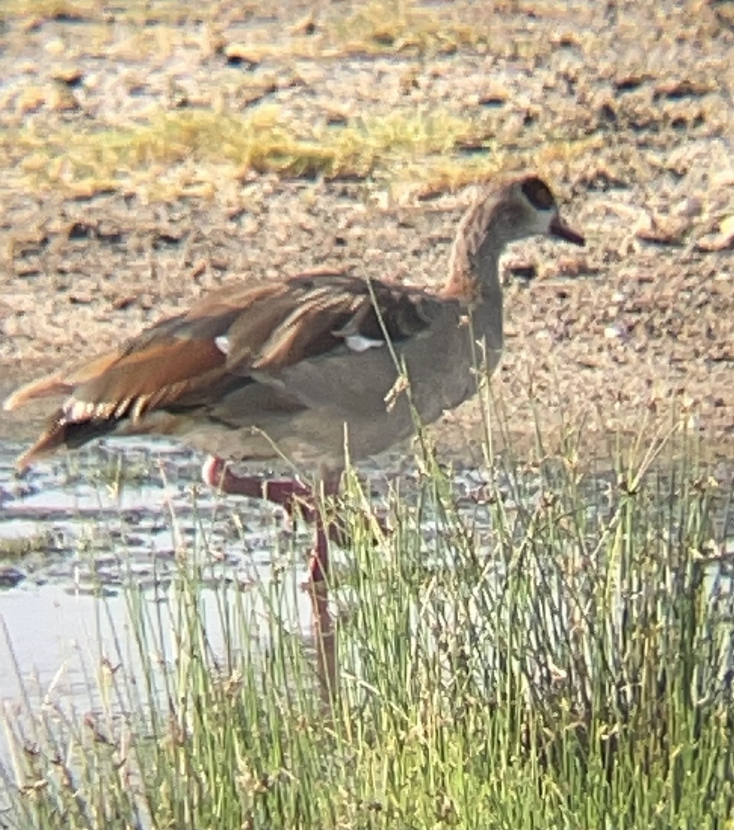 Egyptian Goose - ML642330719
