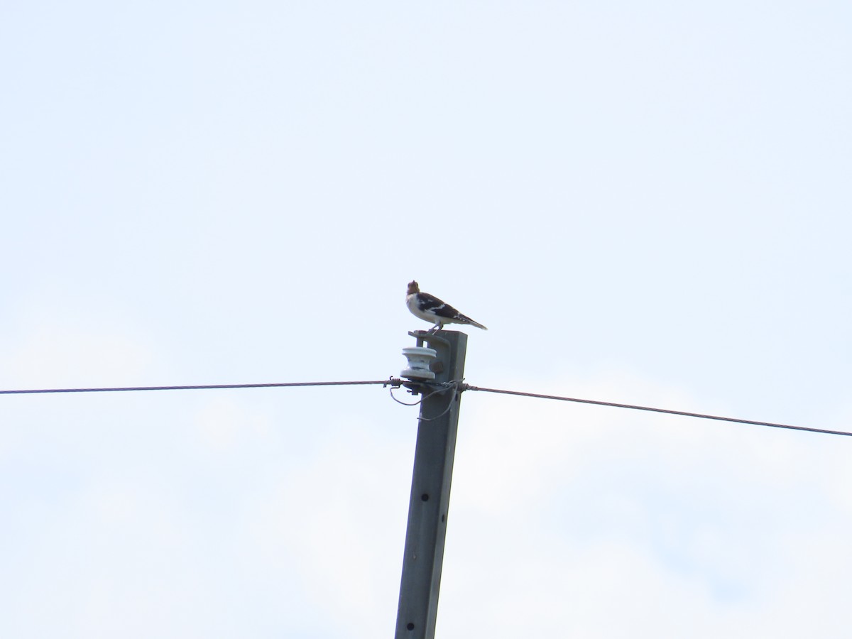 Black-collared Starling - ML642330729