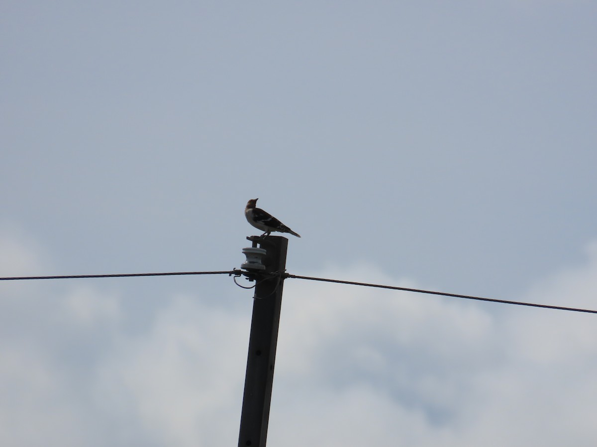 Black-collared Starling - ML642330730