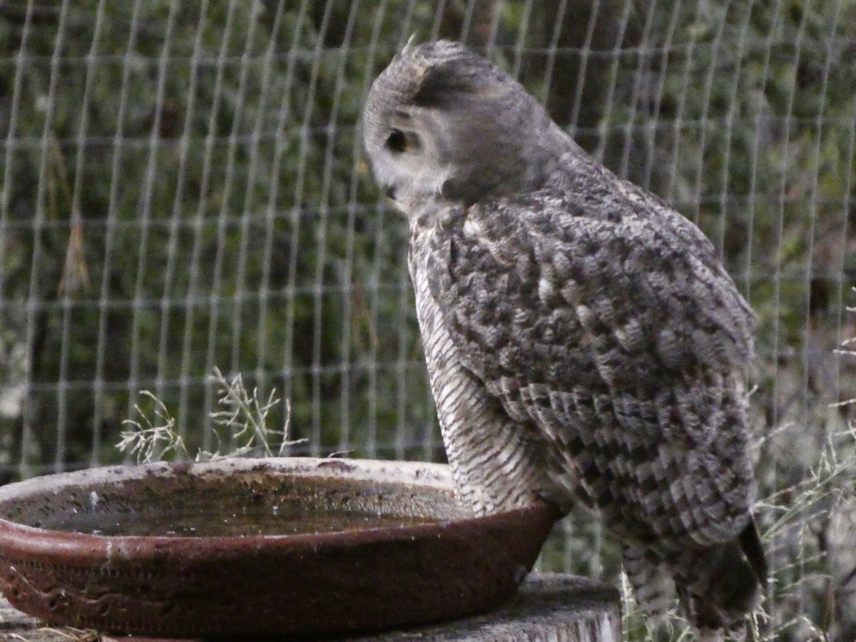 Great Horned Owl - ML642330741
