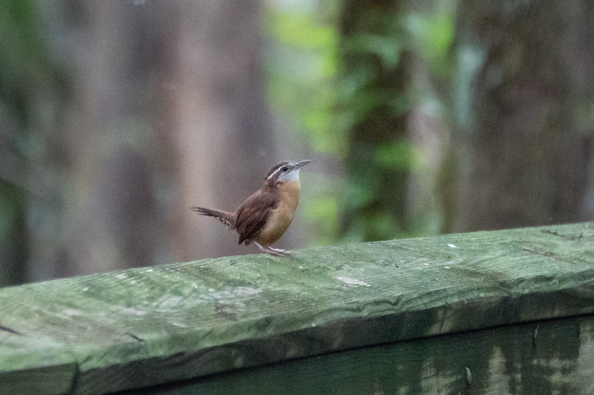 Carolina Wren - ML642330747