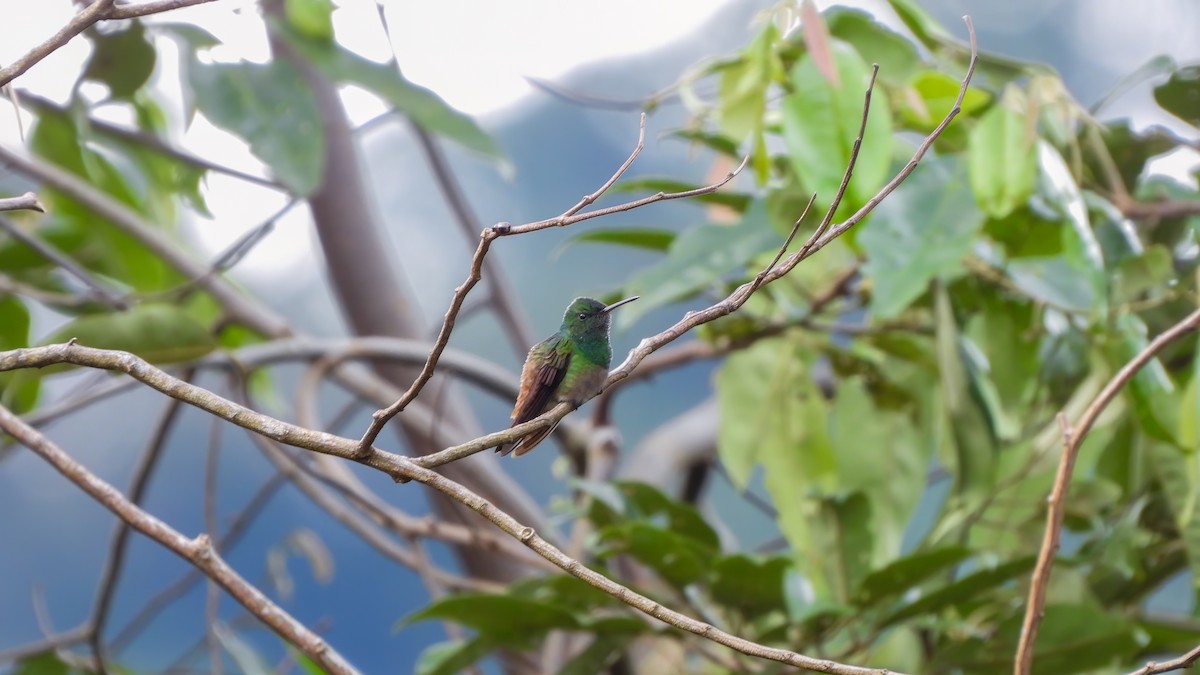 Green-bellied Hummingbird - ML642330754