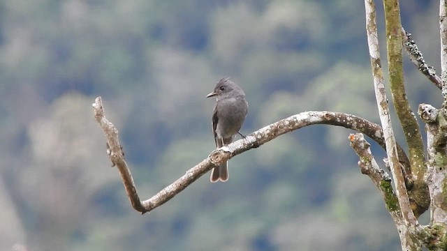 Smoke-colored Pewee - ML642330814