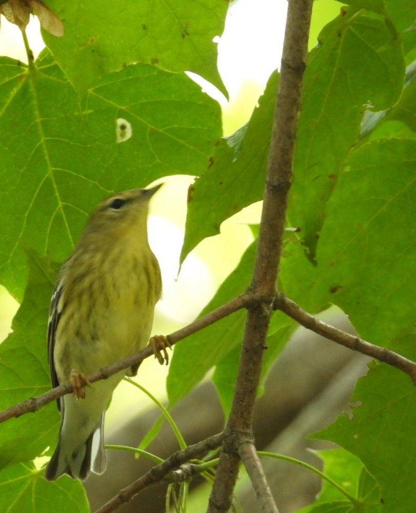 Blackpoll Warbler - ML642330835