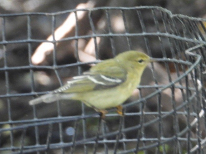 Blackpoll Warbler - ML642330836