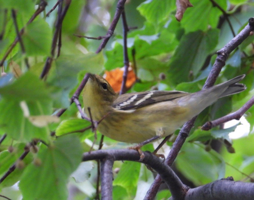 Blackpoll Warbler - ML642330837