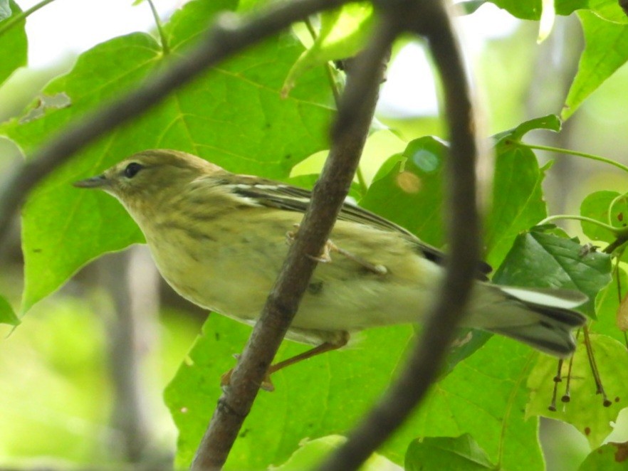 Blackpoll Warbler - ML642330838