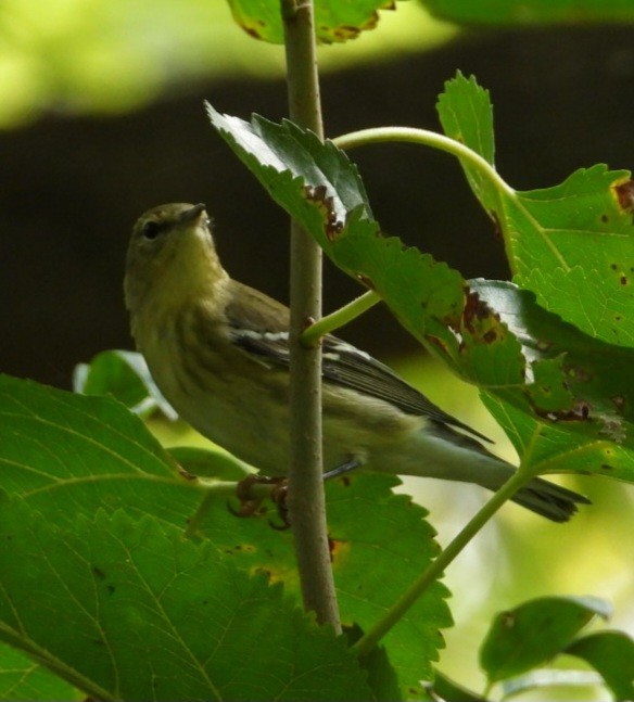 Blackpoll Warbler - ML642330839